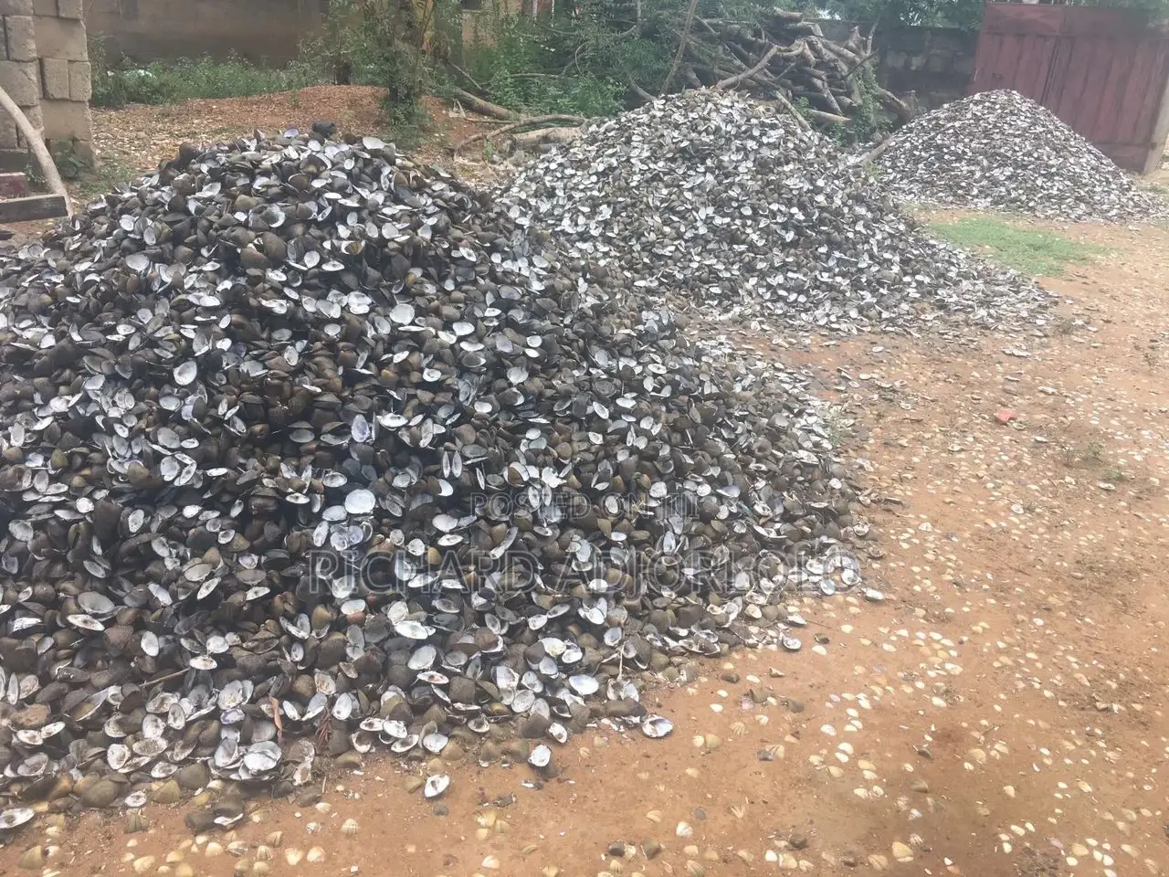 Oyster Shells(Contact for Exact Price)
