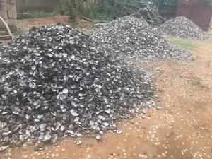Oyster Shells(Contact for Exact Price)