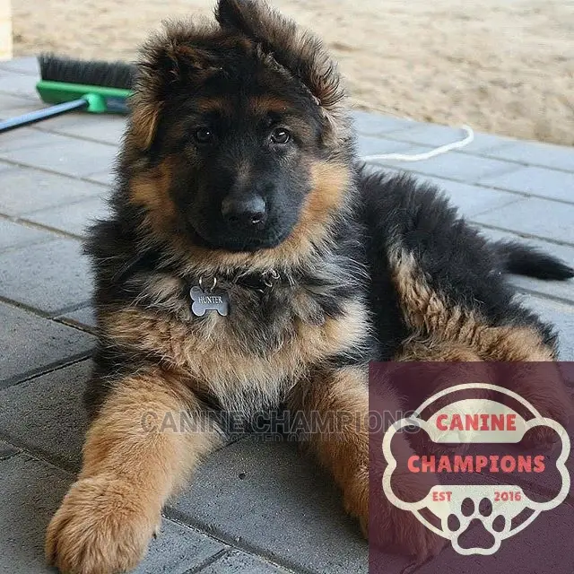 1-3 months Female Purebred German Shepherd