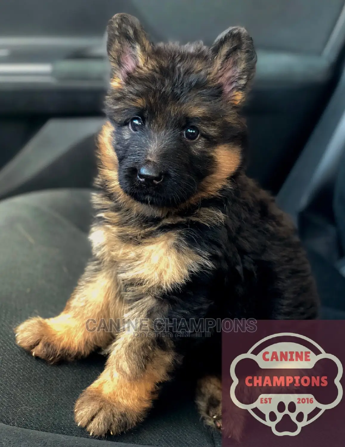 1-3 months Female Purebred German Shepherd