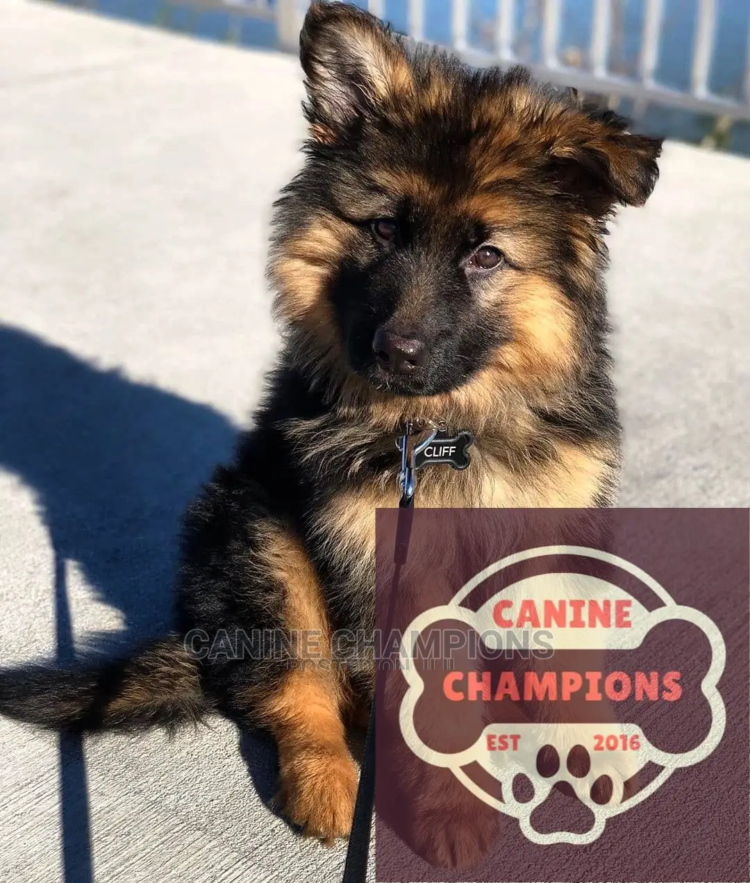 1-3 months Female Purebred German Shepherd