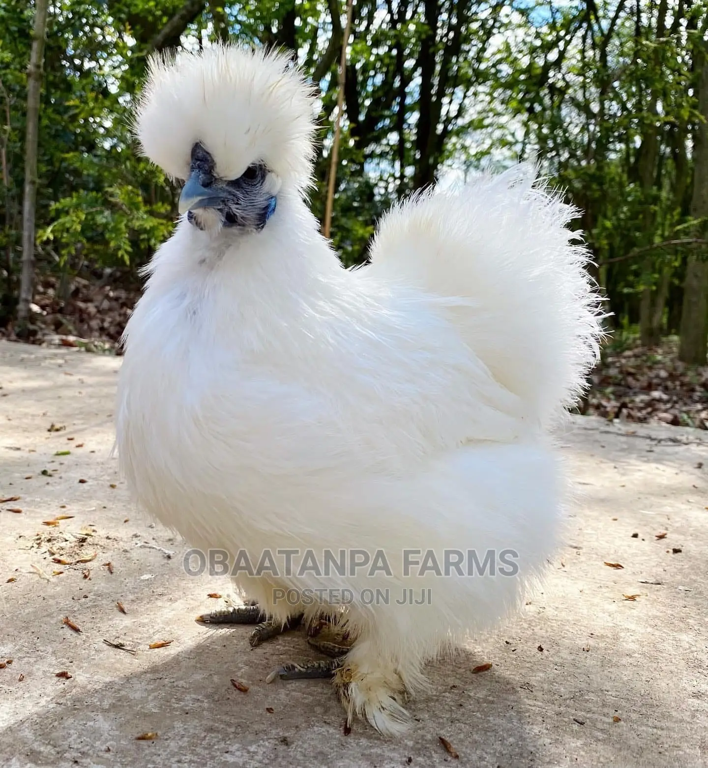 Matured Silkies Chickens Available