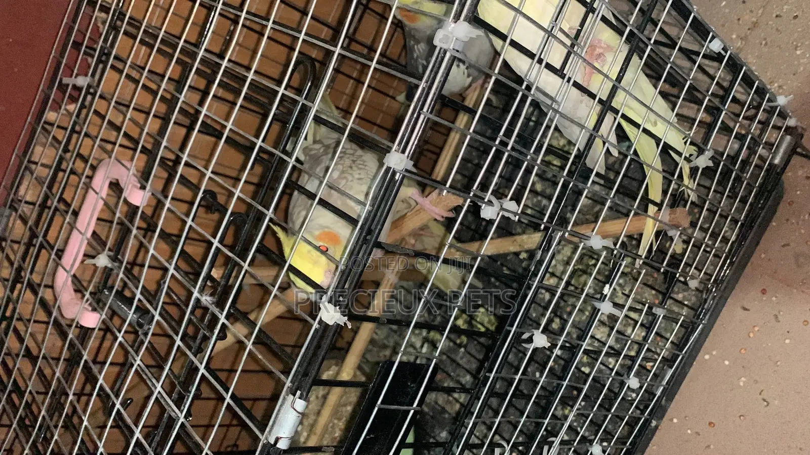 1 Single Cockatiel