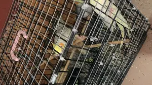 1 Single Cockatiel