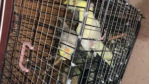 1 Single Cockatiel