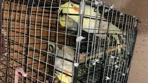 1 Single Cockatiel