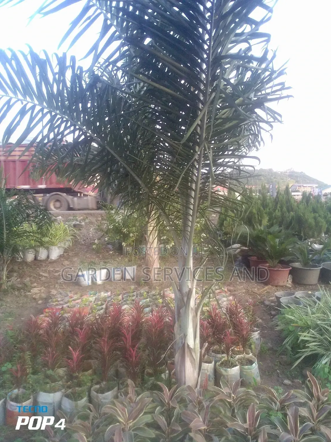 Dipsis Decaryi