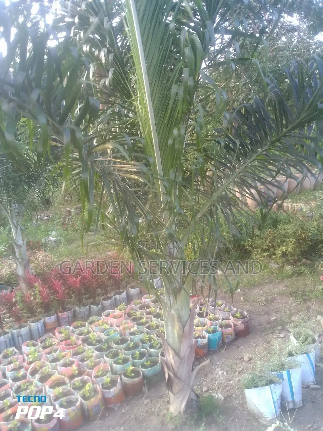 Dipsis Decaryi