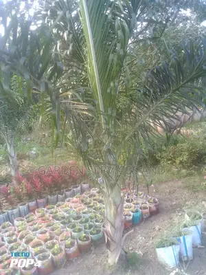 Dipsis Decaryi