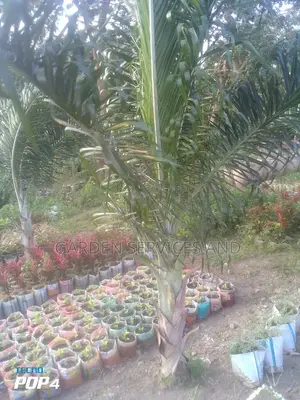 Dipsis Decaryi