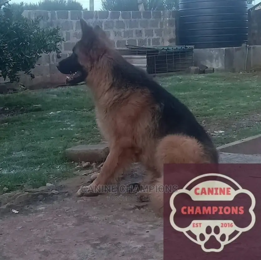 1-3 months Female Purebred German Shepherd