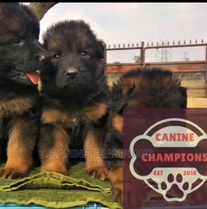 1-3 months Female Purebred German Shepherd