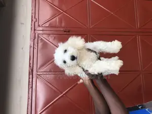 3-6 months Male Purebred Poodle