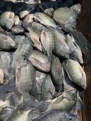 Tilapia Broodstocks