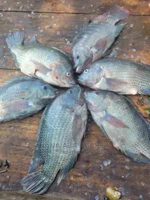 Tilapia Broodstocks
