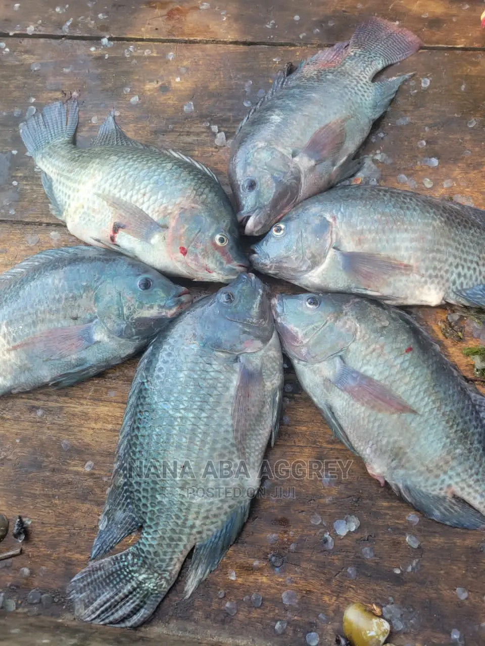 Tilapia Broodstocks