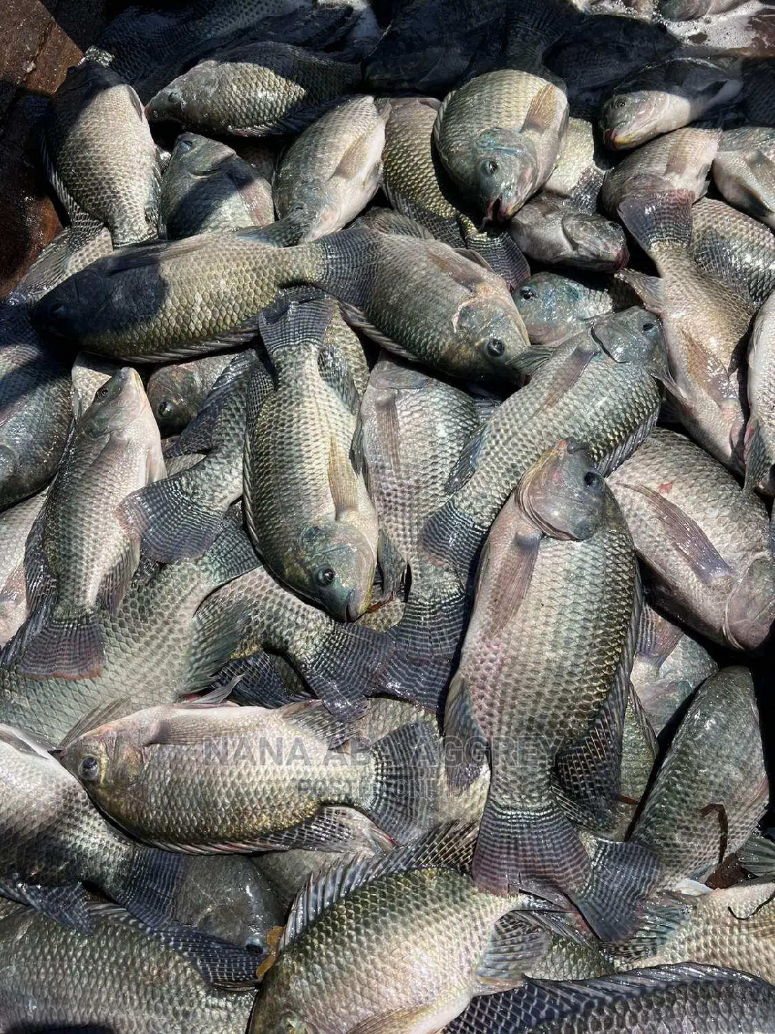 Tilapia Broodstocks