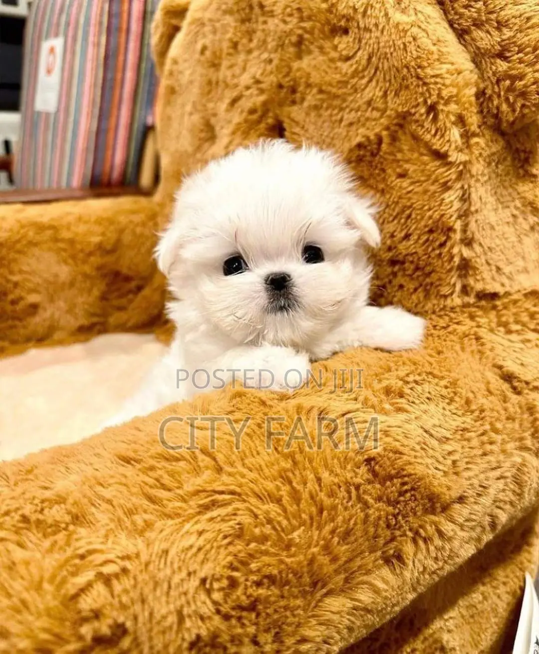 1-3 months Male Purebred Maltese