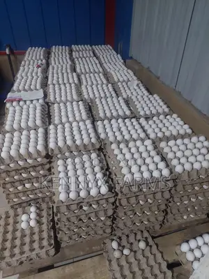 Eggs for Sale