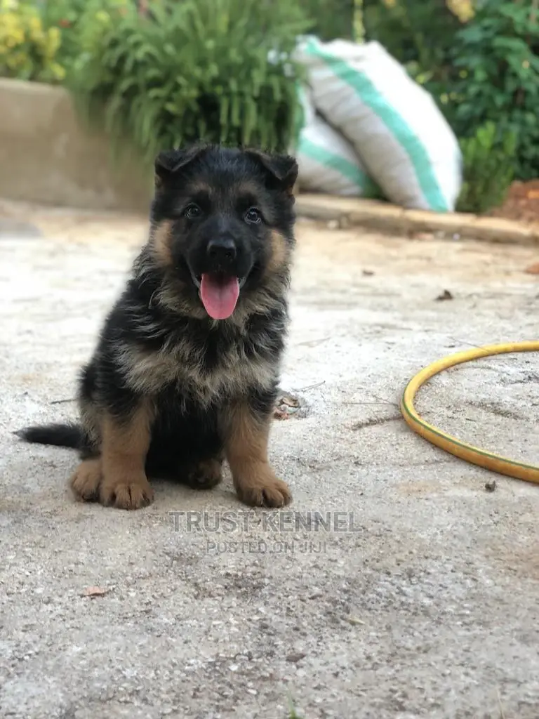 1-3 months Female Purebred German Shepherd
