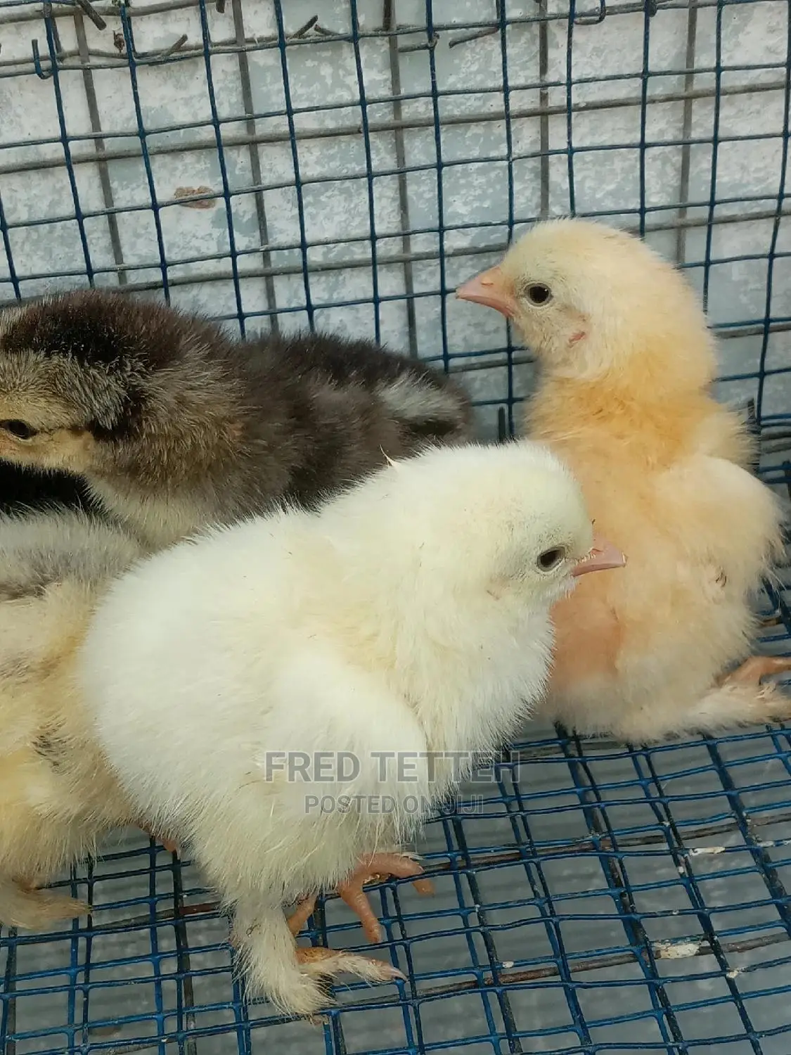 Day Olds Brahma Chicks