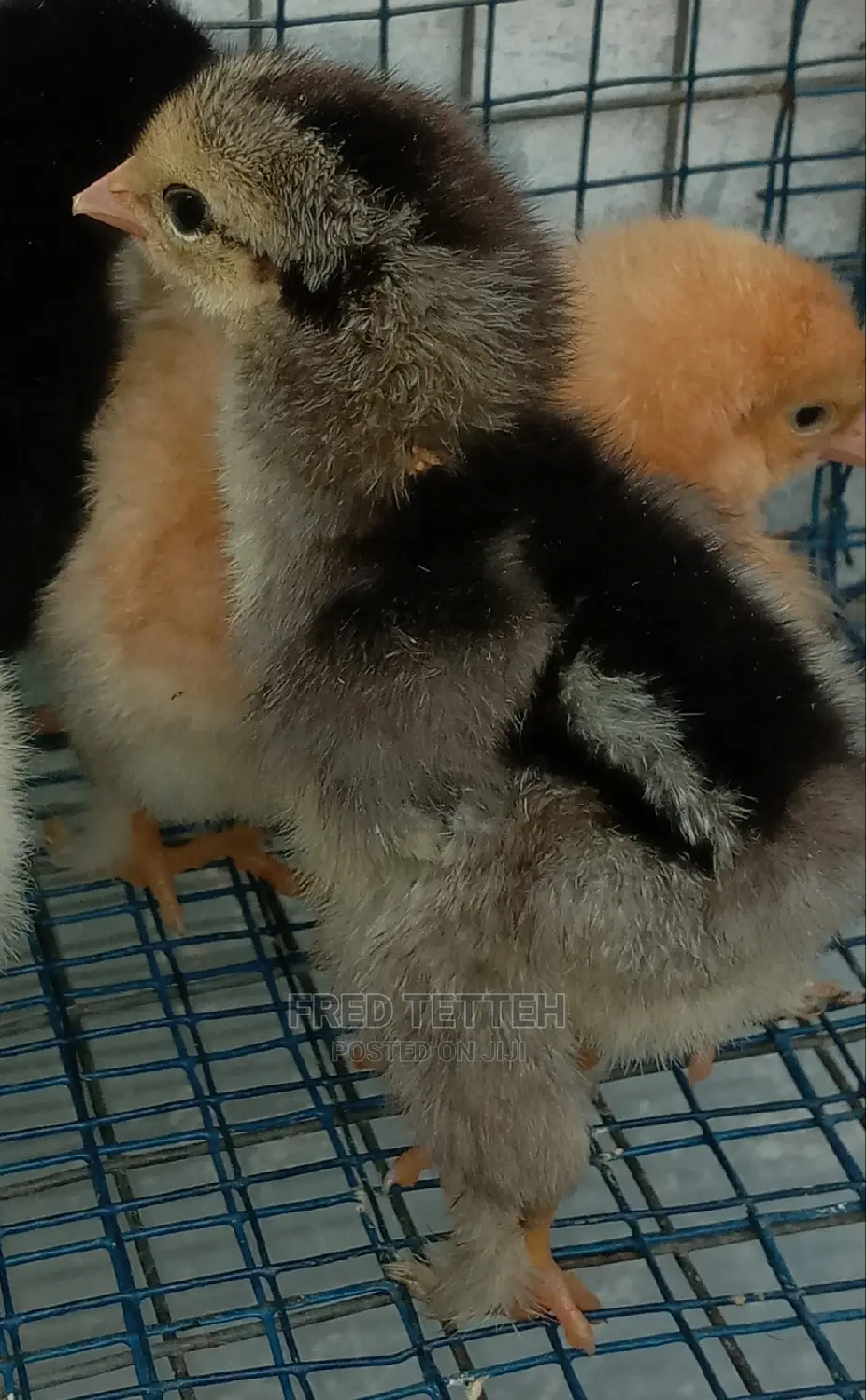 Day Olds Brahma Chicks