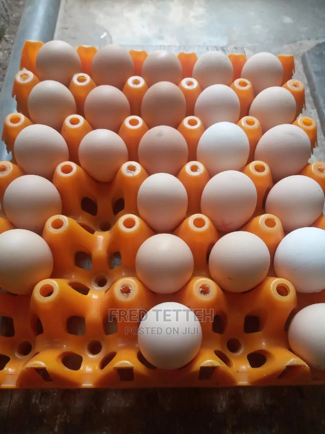 Day Olds Brahma Chicks