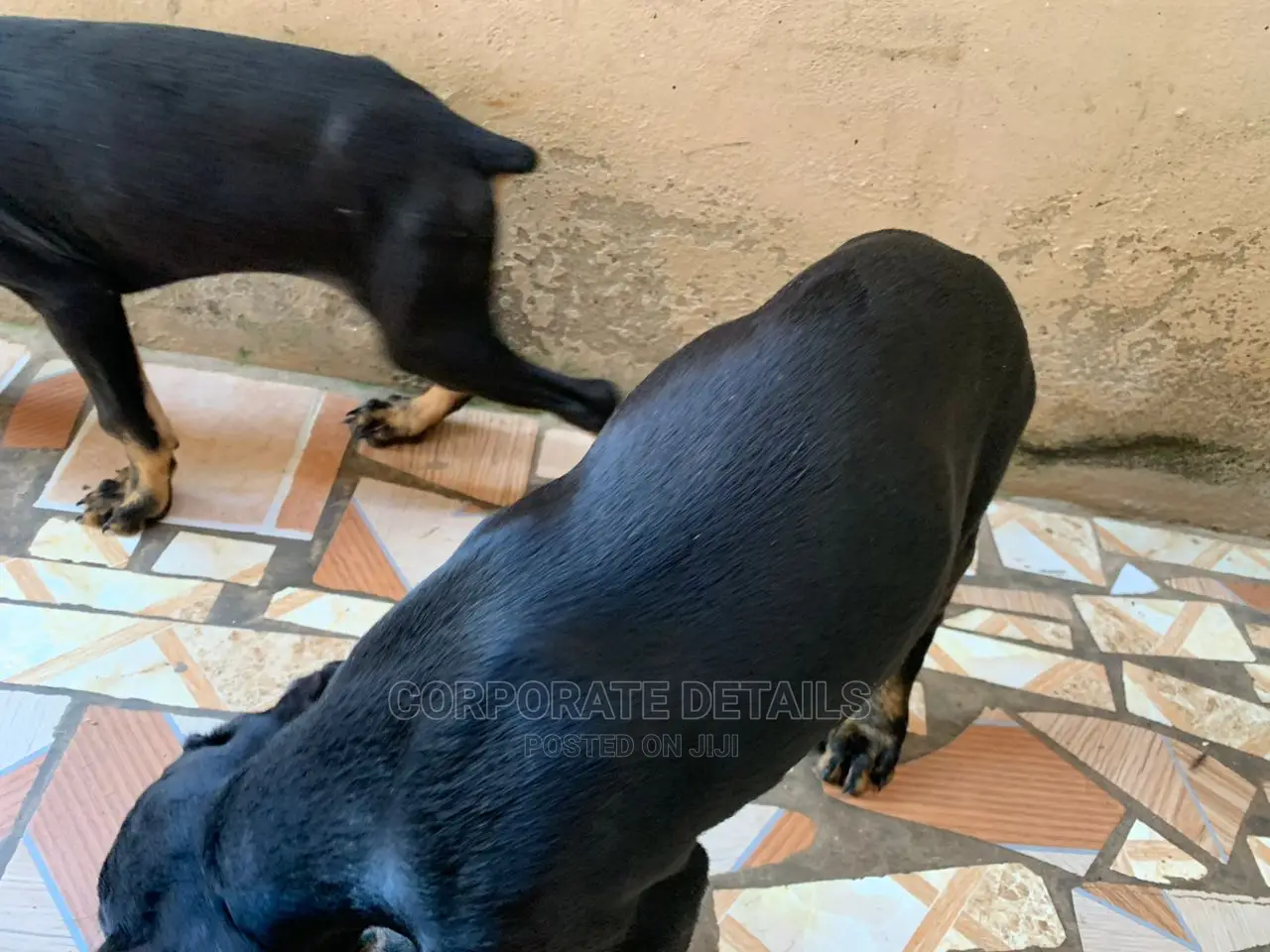 1-3 months Male Purebred Doberman Pinscher