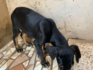1-3 months Male Purebred Doberman Pinscher