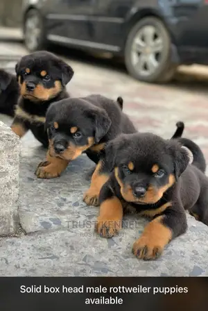 1-3 months Male Purebred Rottweiler