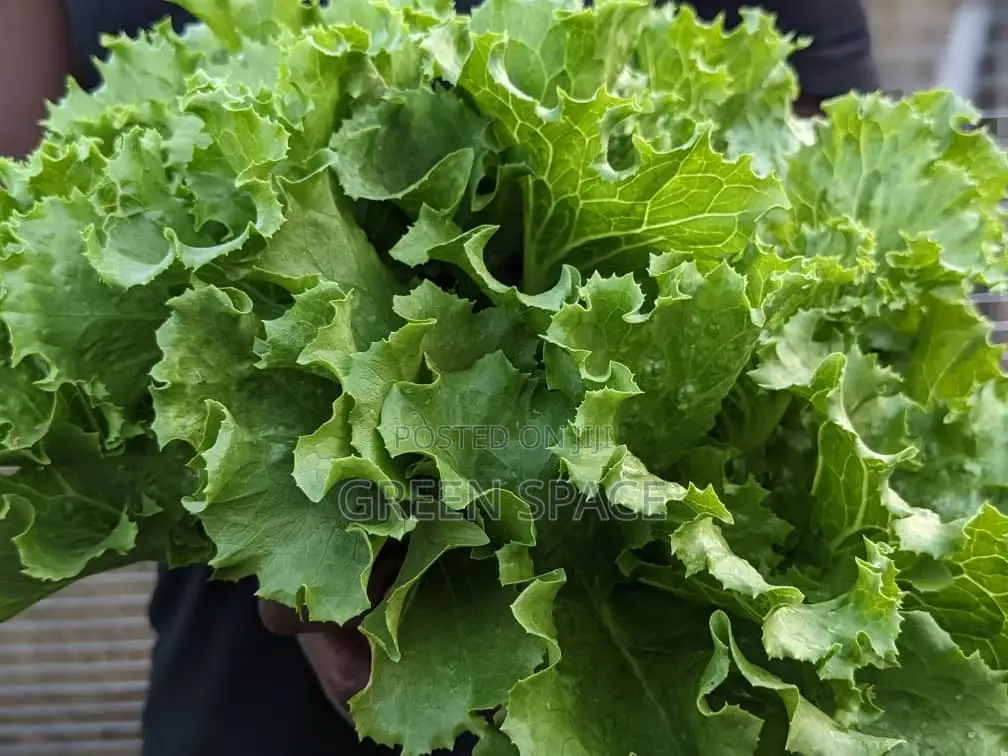 Organic Fresh Lettuce Harvest