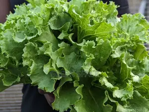 Organic Fresh Lettuce Harvest