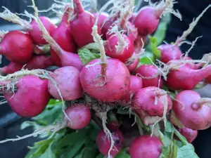 Organic Fresh Radish Harvest