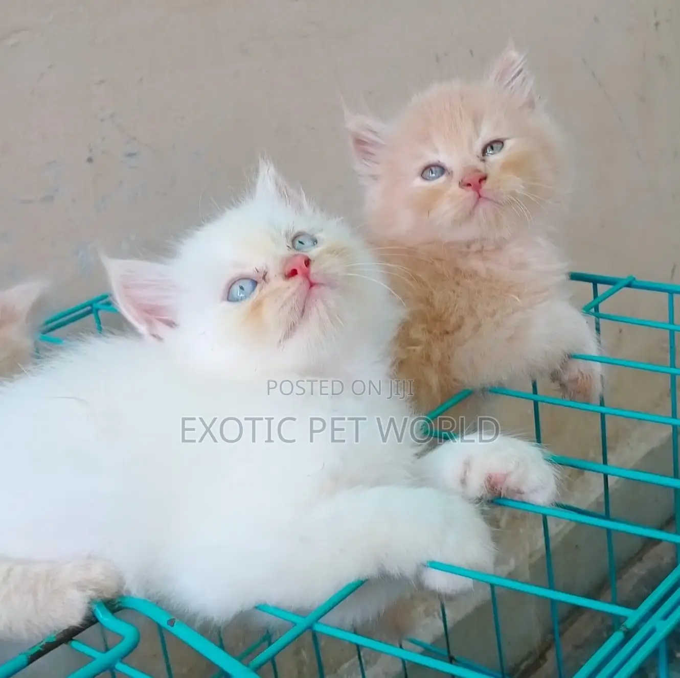 1-3 months Male Purebred Persian