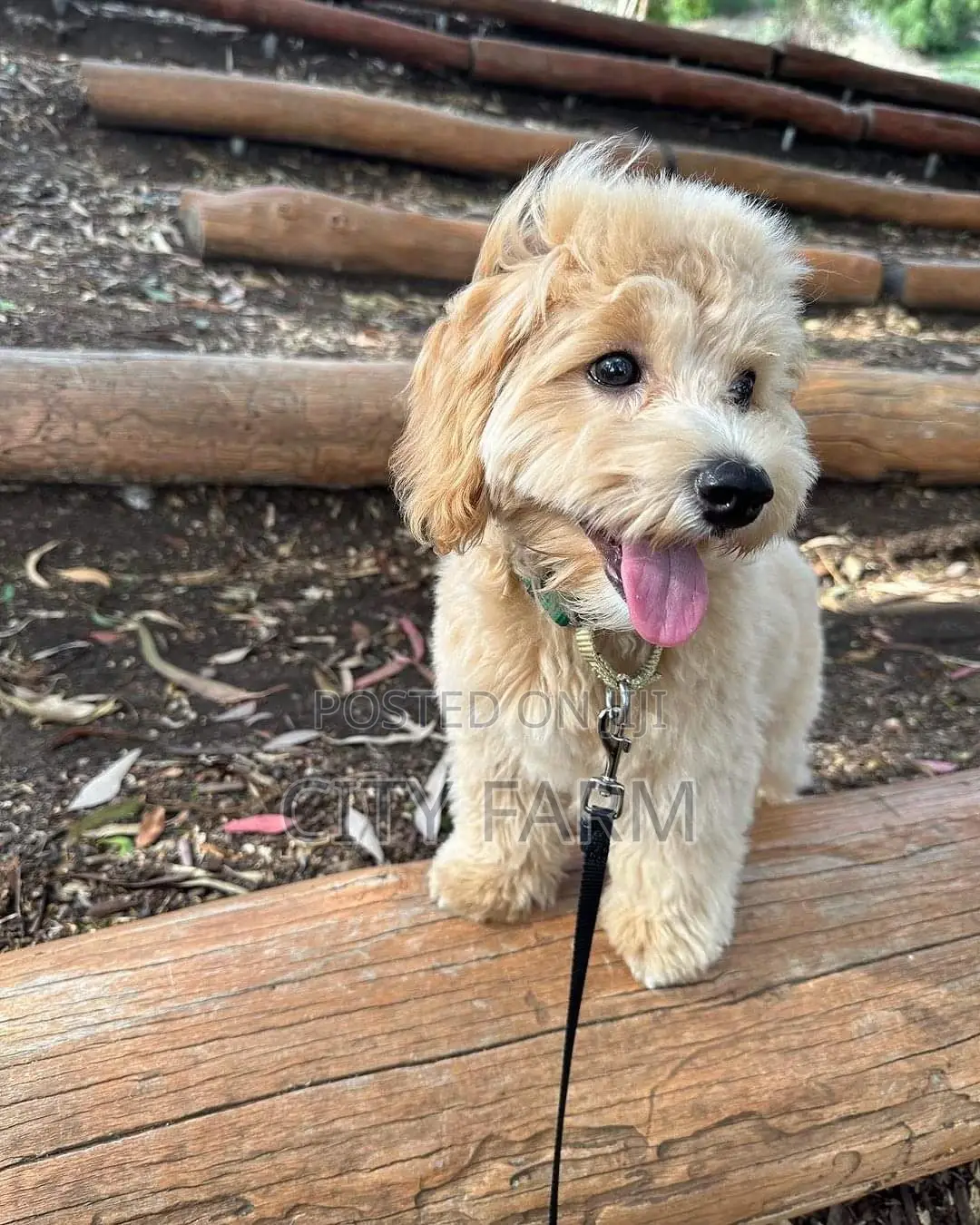 1-3 months Male Purebred Poodle