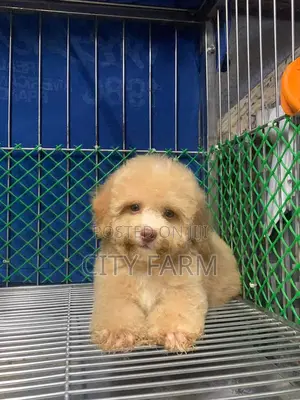 1-3 months Female Purebred Poodle