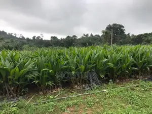 Hybrid Coconut Seedlings