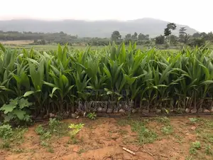 Hybrid Coconut Seedlings