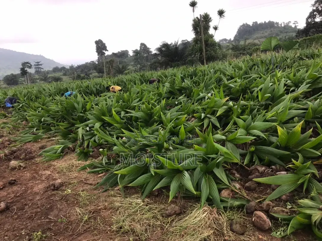Hybrid Coconut Seedlings