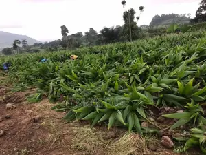 Hybrid Coconut Seedlings
