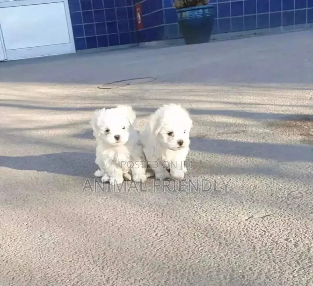 1-3 months Male Purebred Poodle