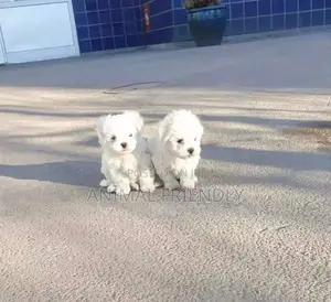 1-3 months Male Purebred Poodle