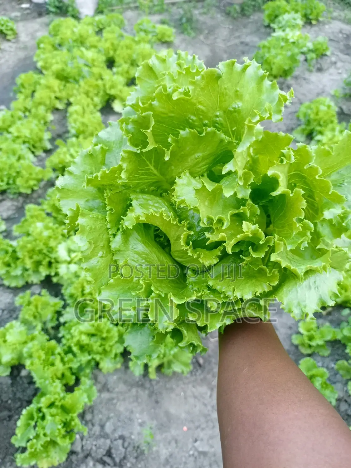 Organic Fresh Lettuce Harvest
