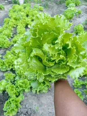 Organic Fresh Lettuce Harvest