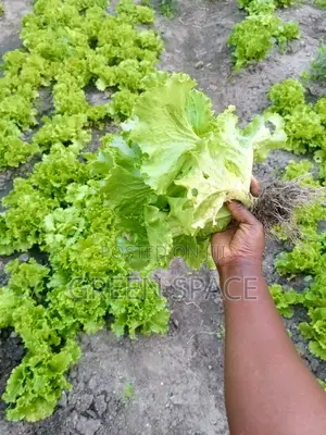 Organic Fresh Lettuce Harvest