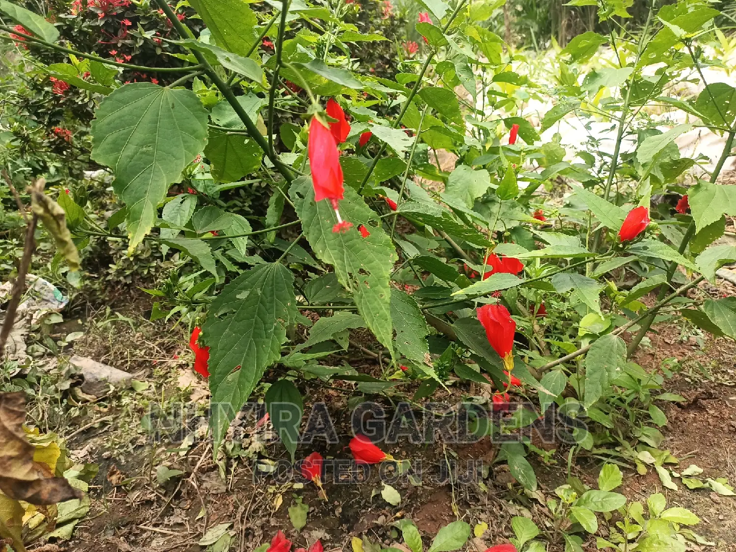 Tropical Plants for Sale