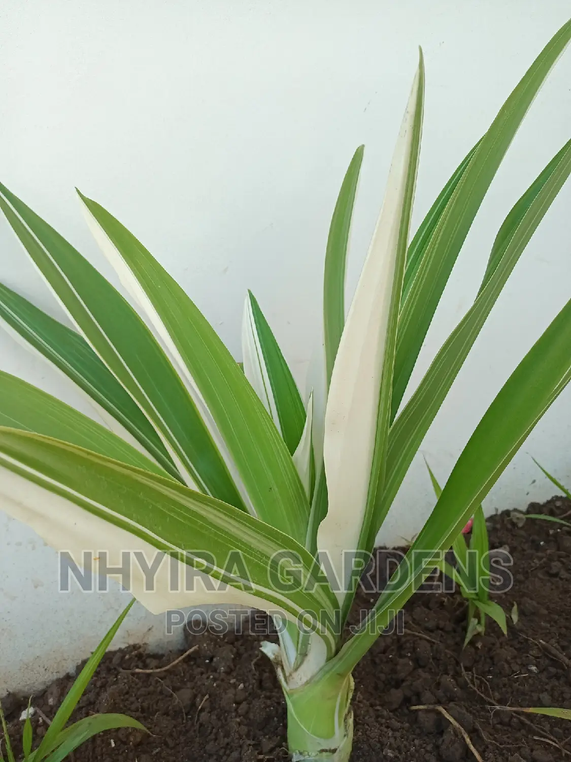 Tropical Plants for Sale