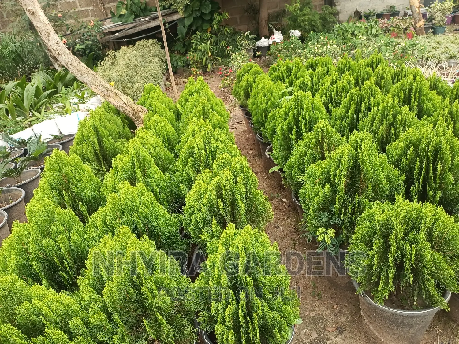 Tropical Plants for Sale