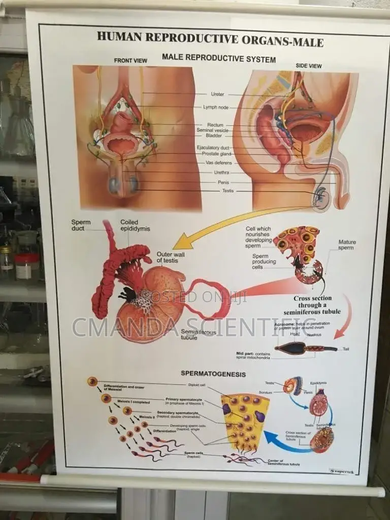 Medical Human Chart Human Anatomy (Charts) in Accra Metropolitan - Medical Equipment ...