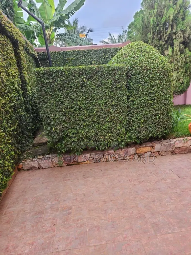 Wall Ficus For Sale